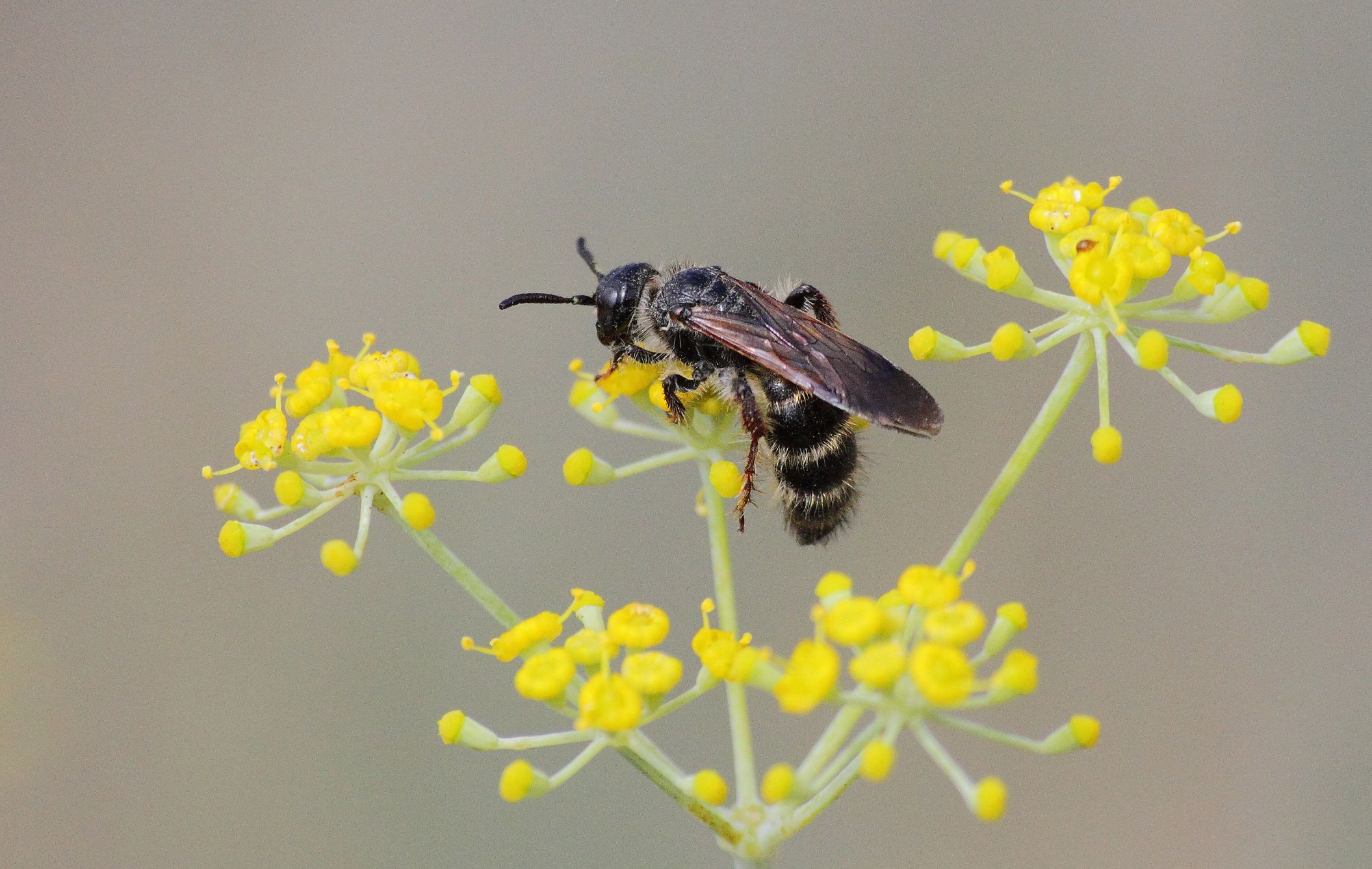 Colpa quinquecincta