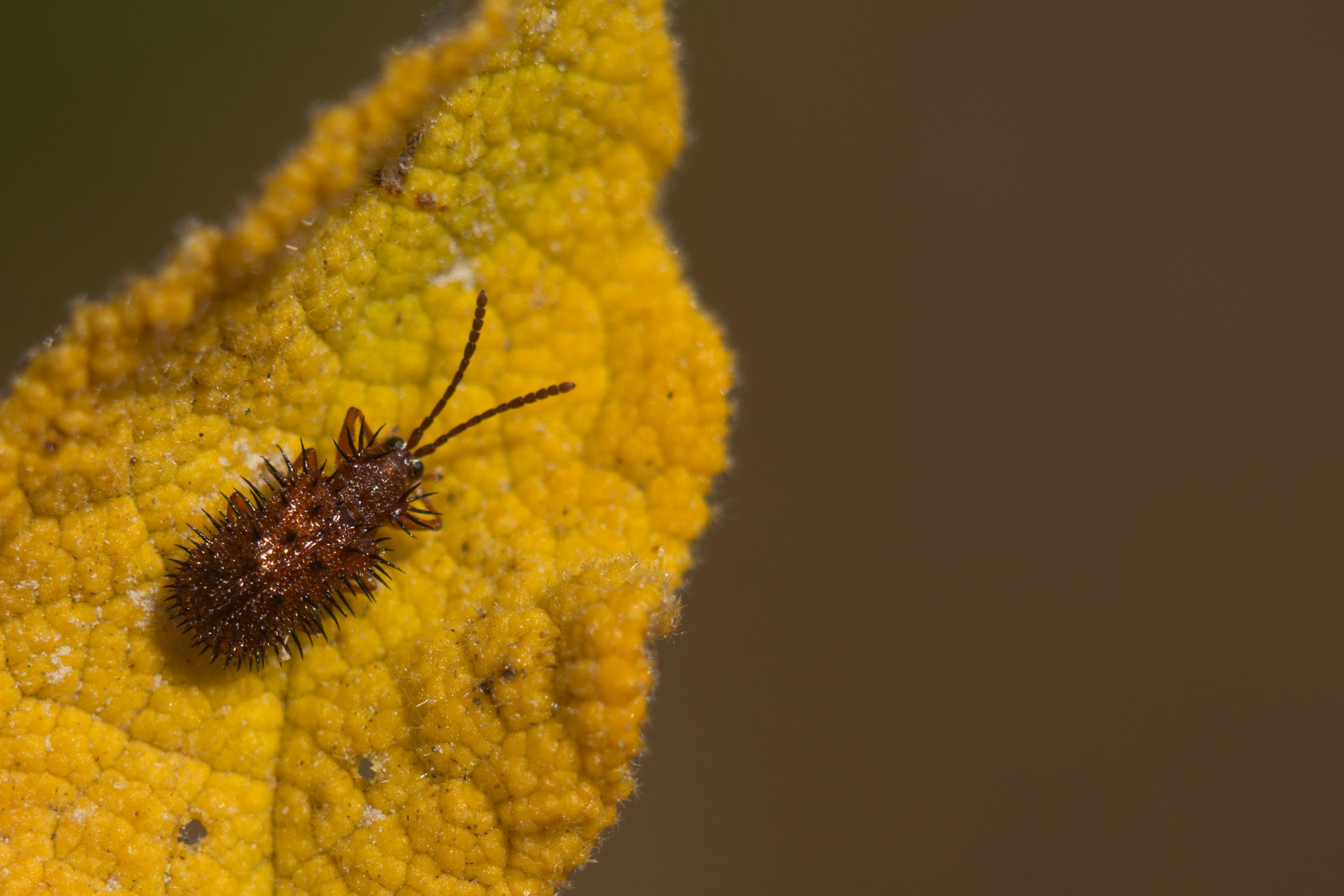 Dicladispa testacea