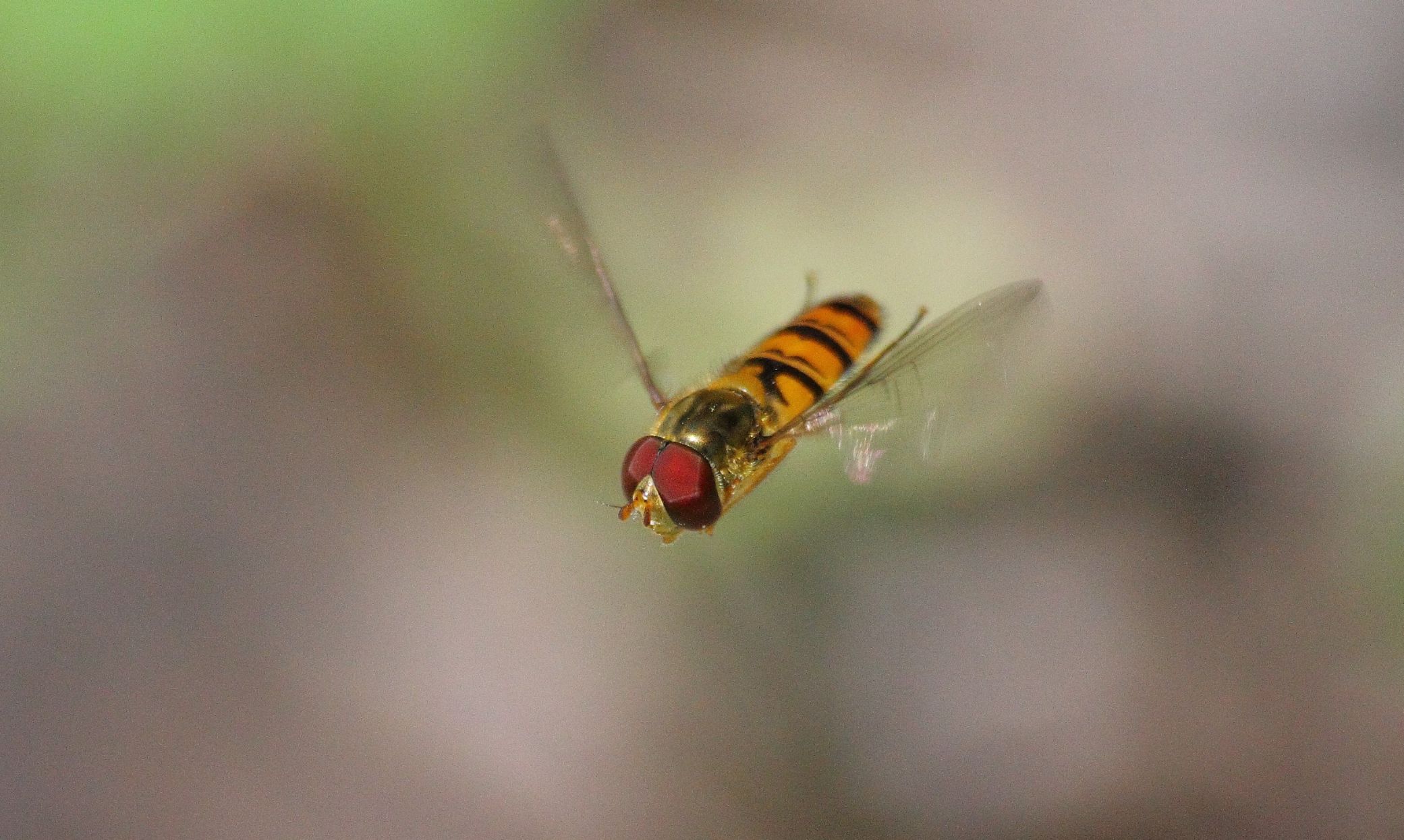 Mosca-das-flores-comum